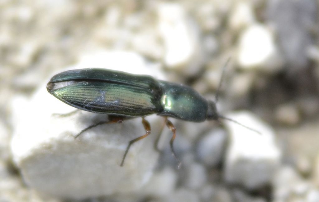 Selatosomus aeneus (cfr.), Elateridae